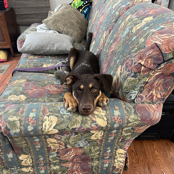 Meet your Posher, Ellie - Picture 6 of 6